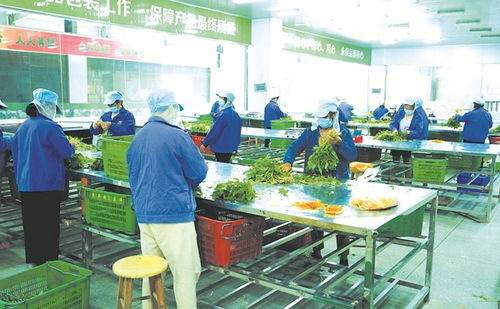 從田間到餐桌 優(yōu)質(zhì)農(nóng)副產(chǎn)品直供香港的橋梁與機(jī)遇